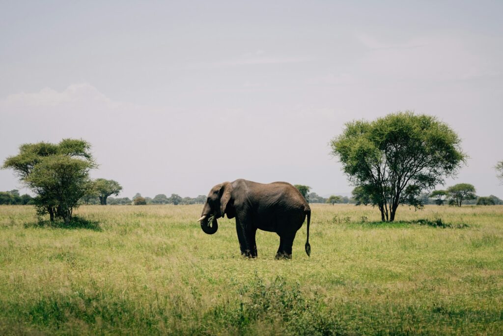 An elephant stands in the african savanna.