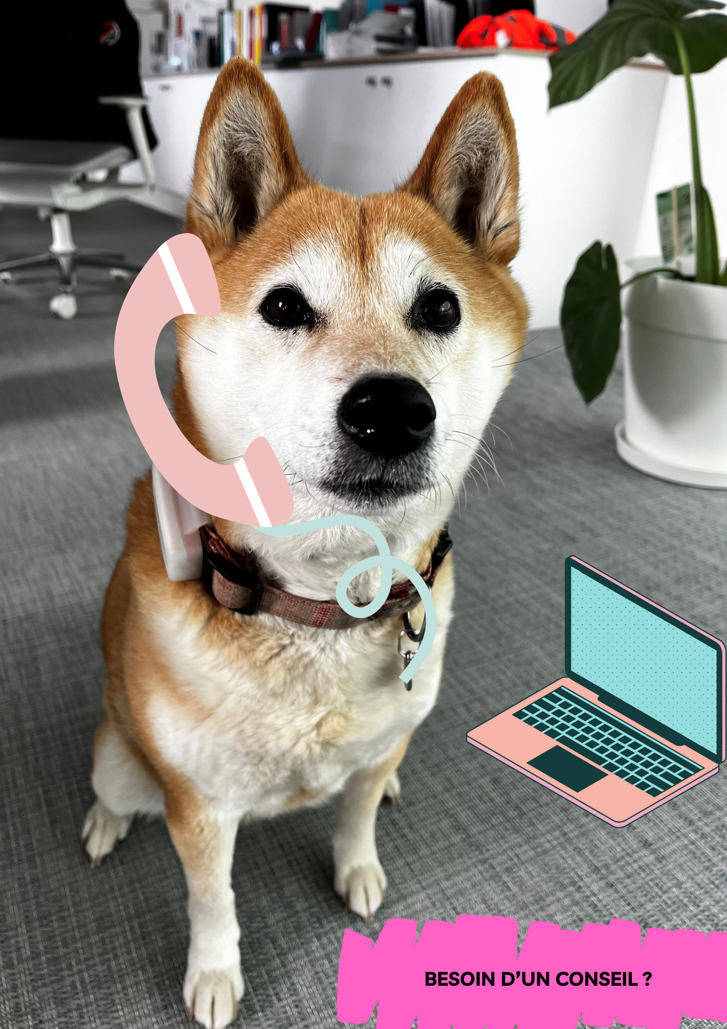 Lire la suite à propos de l’article Voici Griotte, la mascotte du centre de formation ! ????